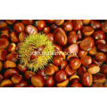 Chestnut segar kualitas terbaik